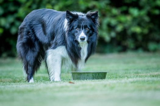 Black and white Border Collie staring at the camera.