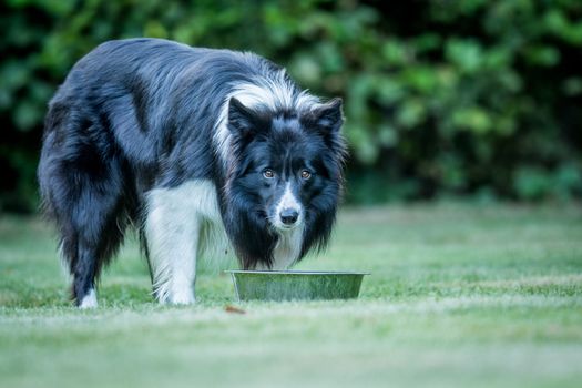 Black and white Border Collie staring at the camera.