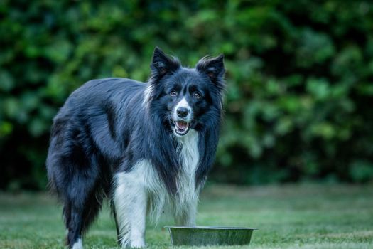 Black and white Border Collie staring at the camera.