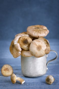 Raw fresh mushrooms in an aluminum mug, on wooden background toned in blue color.