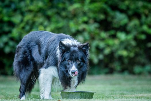 Black and white Border Collie staring at the camera.