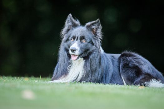 Black and white Border Collie laying in the grass.