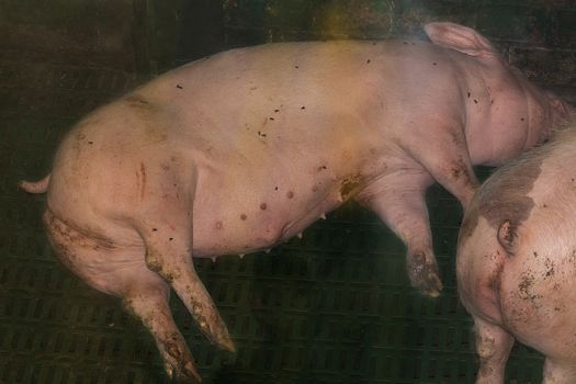 Pigs in a pigsty of a large pig breeding farm.