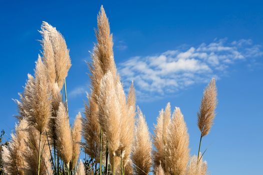 Pampas grass in a blue sky background