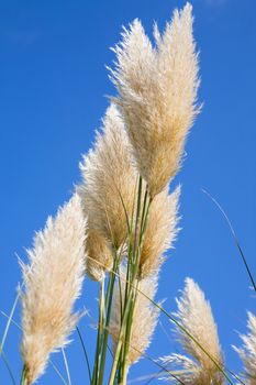 Pampas grass with blue sky background