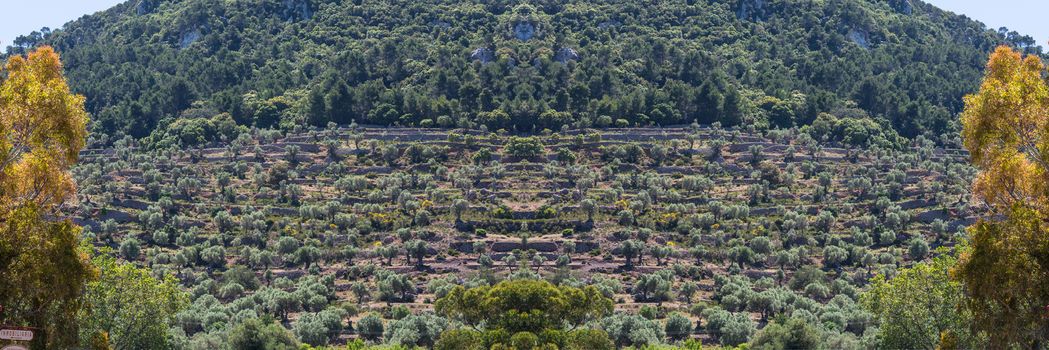 Scenics, Cultivated terraced fields in Banyalbufar on the island of Mallorca, Spain.