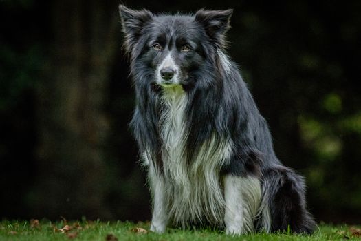 Black and white Border Collie staring at the camera.