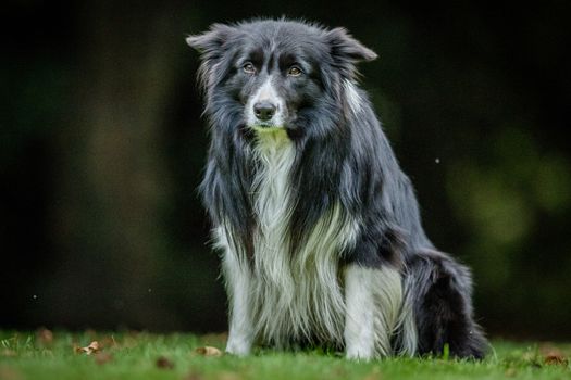 Black and white Border Collie staring at the camera.