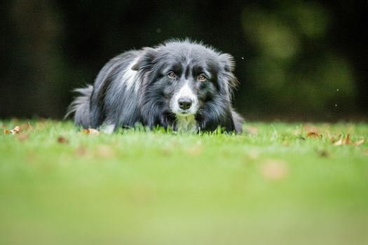 Black and white Border Collie staring at the camera.