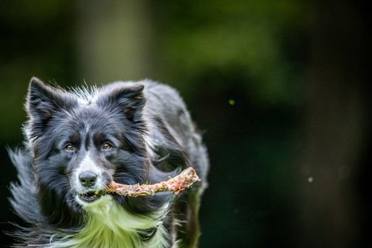 Black and white Border Collie with a bone in the grass.