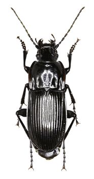 Parallel-sided Ground Beetle on white Background  -  Abax parallelepipedus (Piller and Mitterpacher, 1783)