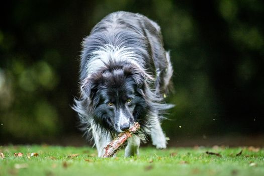 Black and white Border Collie with a bone in the grass.