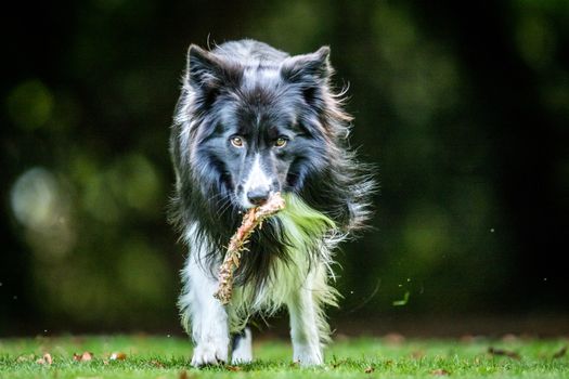 Black and white Border Collie with a bone in the grass.