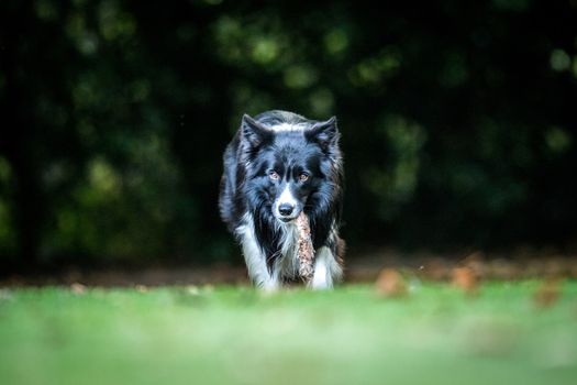 Black and white Border Collie with a bone in the grass.