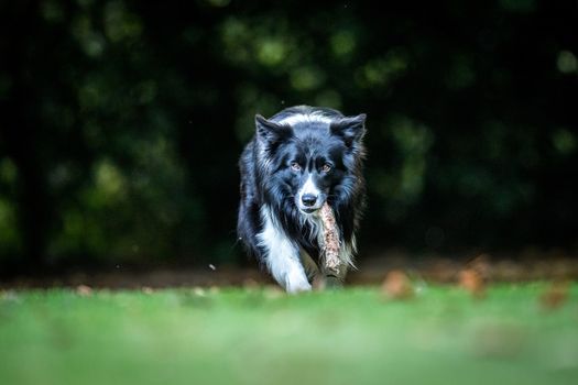 Black and white Border Collie with a bone in the grass.