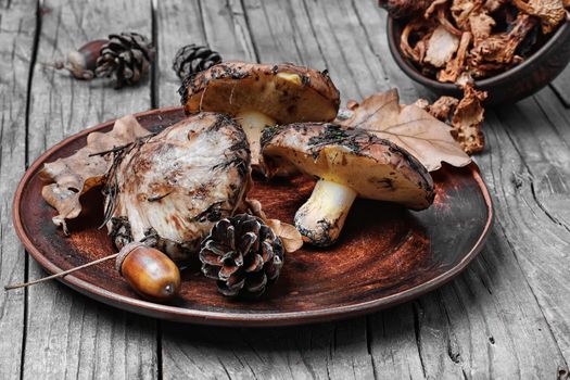 Plate collected in the forest boletus mushrooms on a wooden background