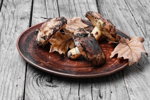 Plate collected in the forest boletus mushrooms on a wooden background