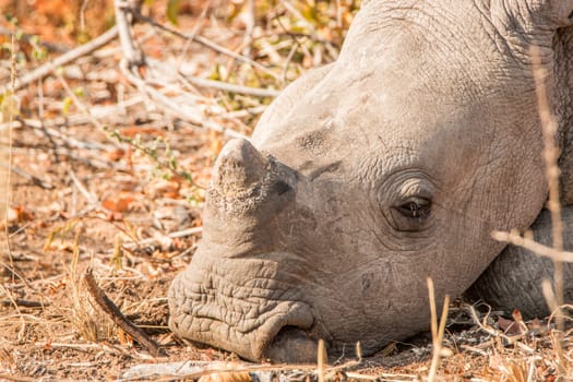 Close up of a sleeping baby White rhino in the Kruger National Park, South Africa.