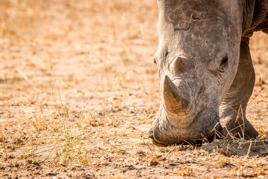 Grazing White rhino in the Kruger National Park, South Africa.