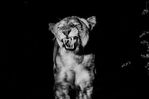 Black and white picture of a growling Lioness in the Kruger National Park, South Africa.