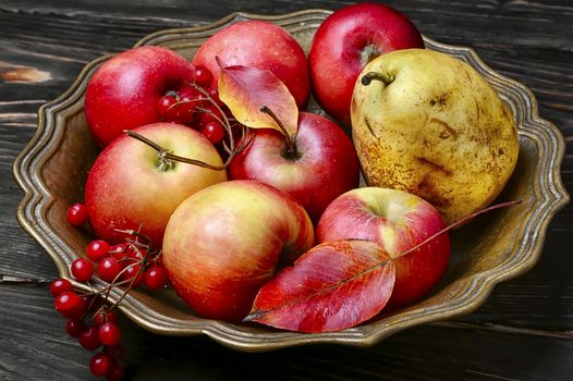 Harvest apples autumn varieties in stylish vase for fruits