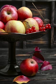 Harvest apples autumn varieties in stylish vase for fruits.Photo in dark key