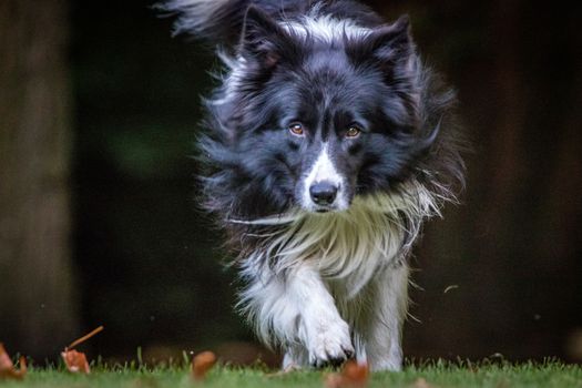 Black and white Border Collie running towards the camera.