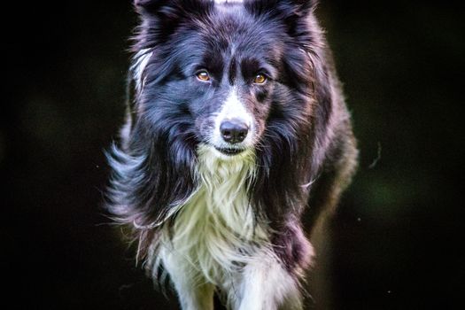 Black and white Border Collie running towards the camera.