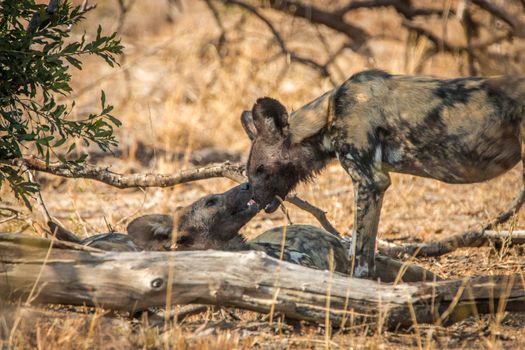 Two African wild dogs bonding in the Kruger National Park, South Africa.