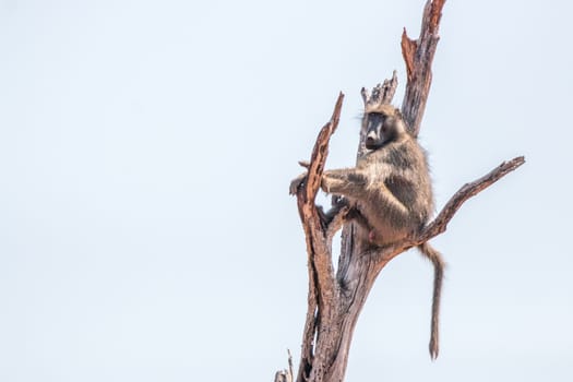 Baboon sitting in a dead tree in the Kruger National Park, South Africa.