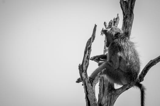 Baboon yawning in a dead tree in black and white in the Kruger National Park, South Africa.