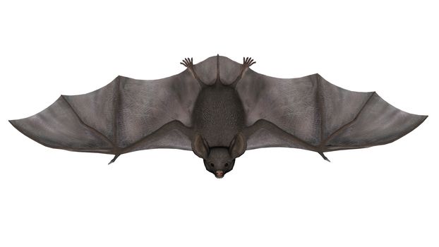 Flying bat isolated in white background - 3D render