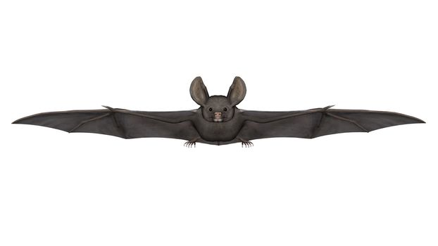 Flying bat isolated in white background - 3D render