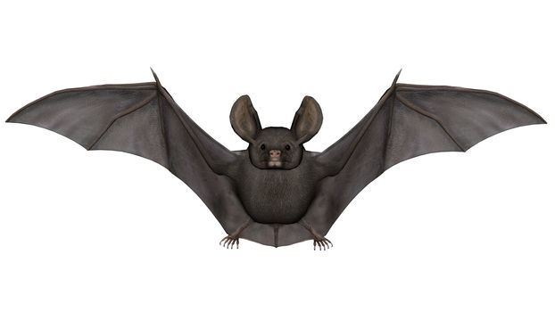 Flying bat isolated in white background - 3D render