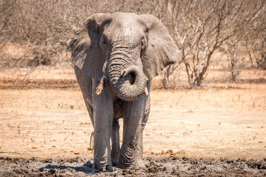 Elephant taking a mud bath in the Kruger National Park, South Africa.