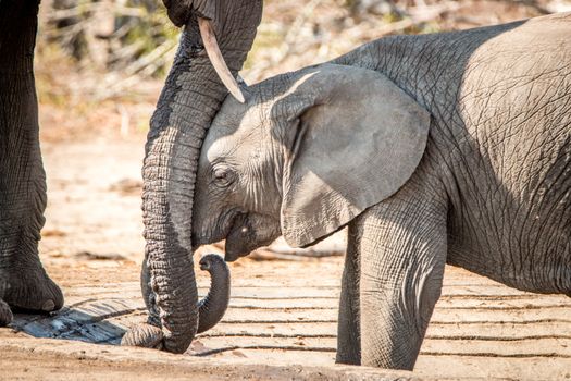 Baby Elephant leaning against mothers trunk in the Kruger National Park, South Africa.