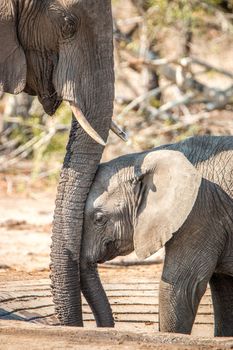 Baby Elephant leaning against mothers trunk in the Kruger National Park, South Africa.