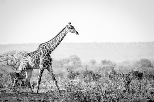 Giraffe walking in the bush in black and white in the Kruger National Park, South Africa.