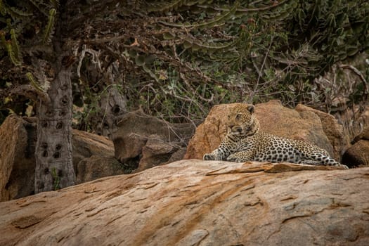 Leopard on the rocks in the Kruger National Park, South Africa.