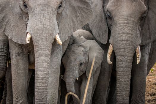 Elephant baby in between a herd of Elephants in the Kruger National Park, South Africa.