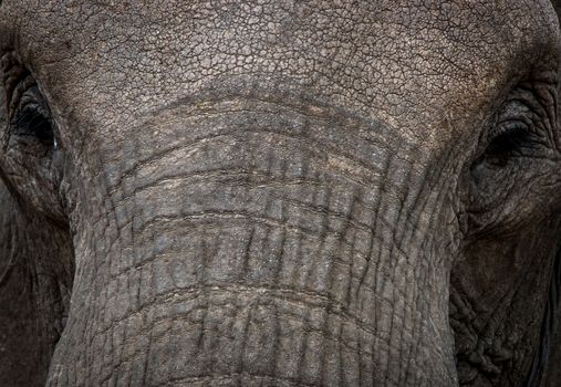 Close up of Elephant eyes in the Kruger National Park, South Africa.