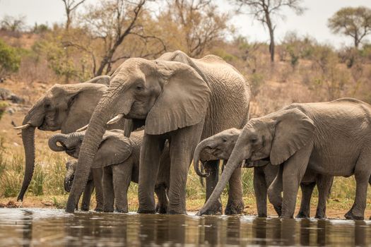 Drinking Elephants in the Kruger National Park, South Africa.