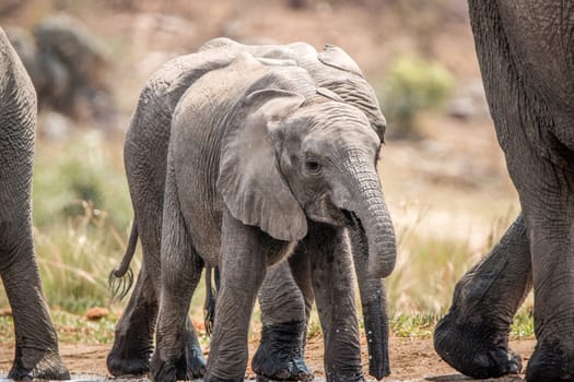 Drinking Elephants in the Kruger National Park, South Africa.