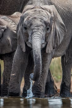 Drinking Elephants in the Kruger National Park, South Africa.