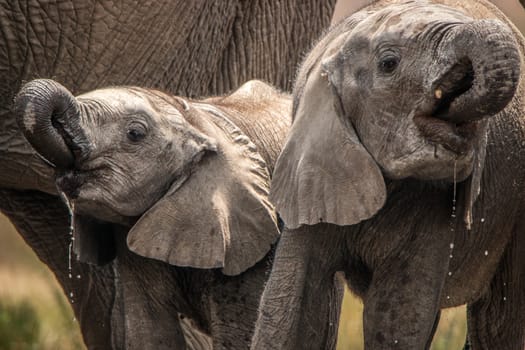 Drinking Elephants in the Kruger National Park, South Africa.