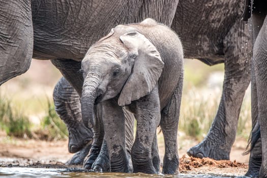 Drinking Elephants in the Kruger National Park, South Africa.