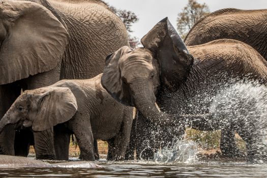 Drinking Elephants in the Kruger National Park, South Africa.