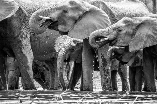 Drinking Elephants in the in black and white Kruger National Park, South Africa.