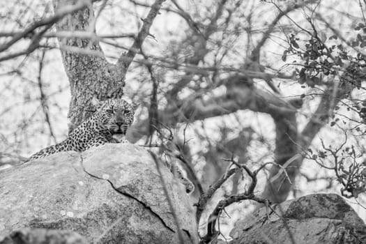 Leopard on the rocks in black and white in the Kruger National Park, South Africa.