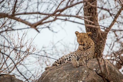 Leopard on the rocks in the Kruger National Park, South Africa.